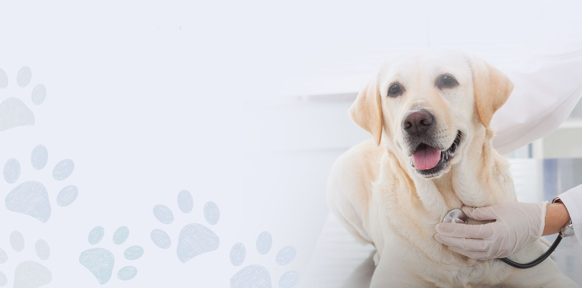 adorable yellow labrador dog being checked by a vet