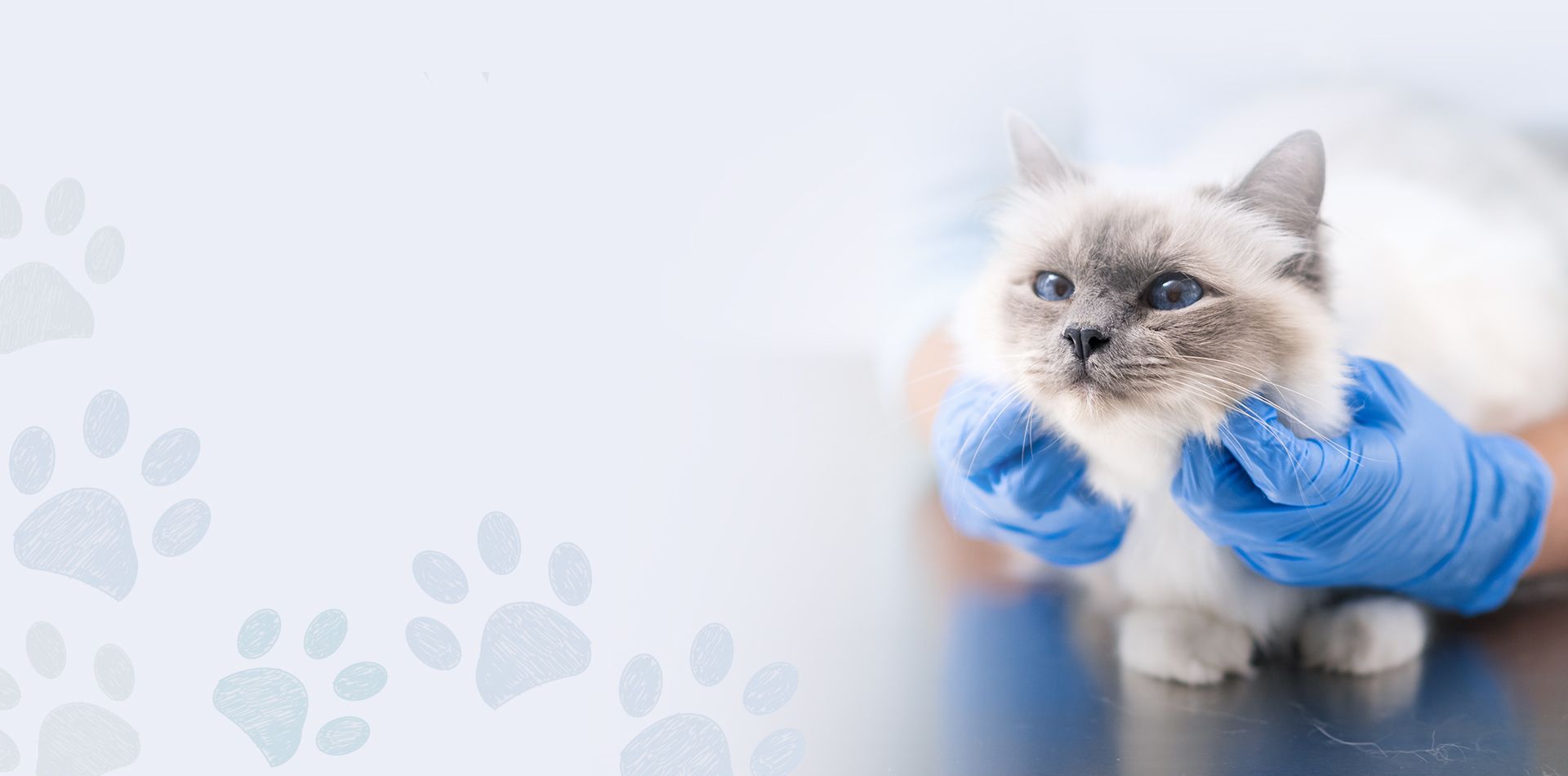 beautiful gray cat at the vet