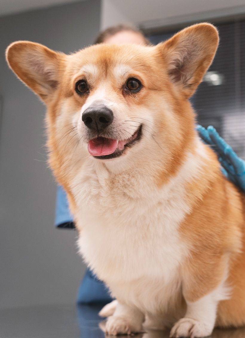 smiling corgi dog at the vet