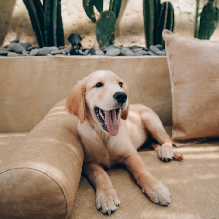 veterinarian examining cat clinic