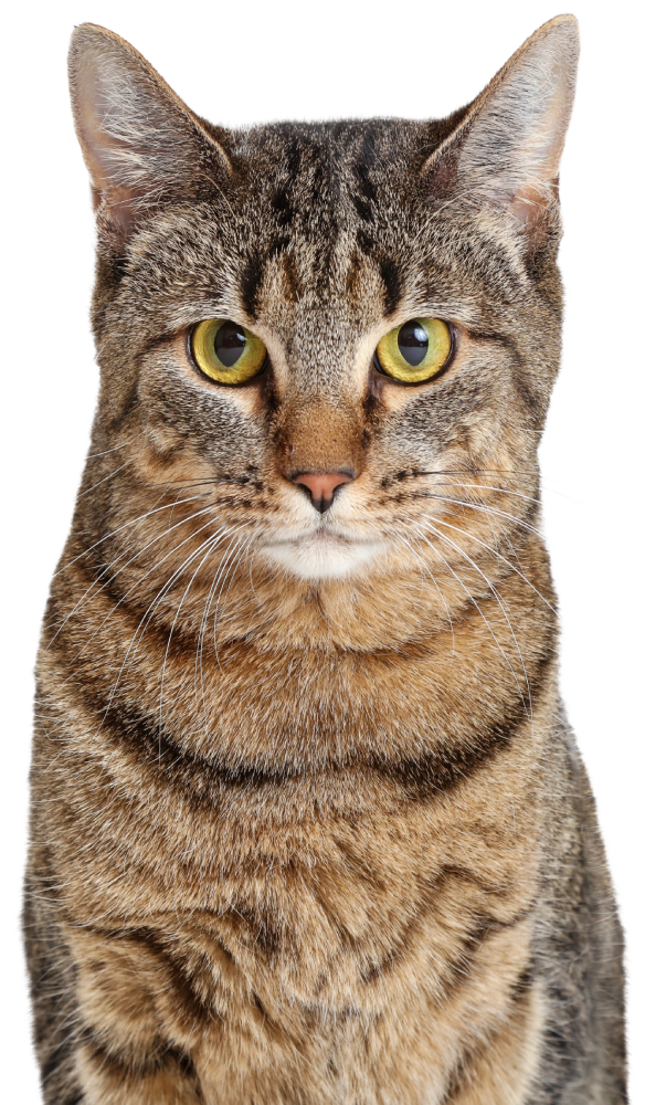 tabby cat brown and black closeup