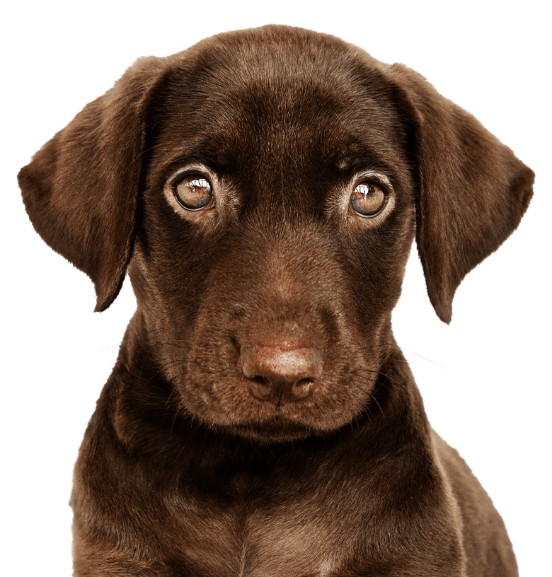adorable chocolate labrador retriever portrait transparent background isolated