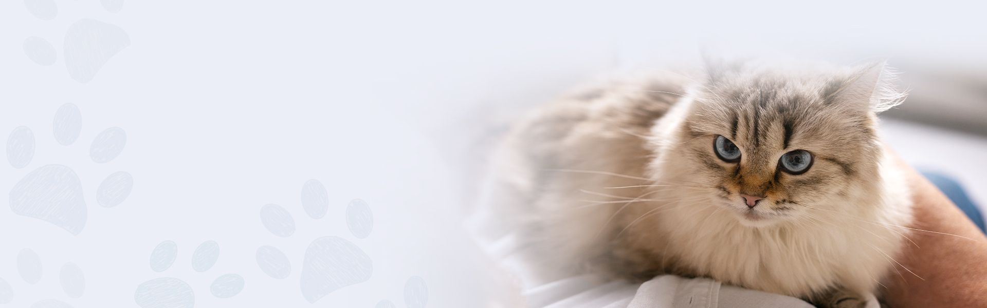 Banner with a blue eyes cat posing on his owner with a light gray gradient and little paws pattern