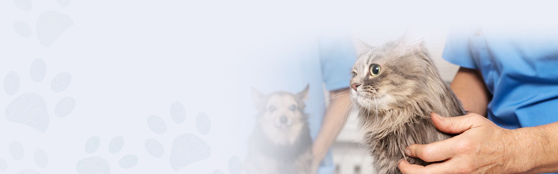 veterinary medical team with blue gown caring cat and a dog in the background