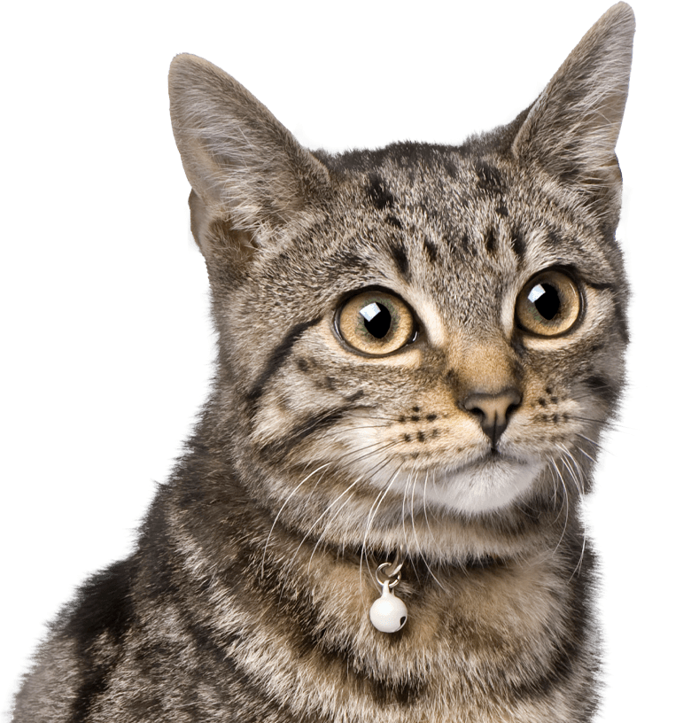 beautiful striped cat with yellow eyes