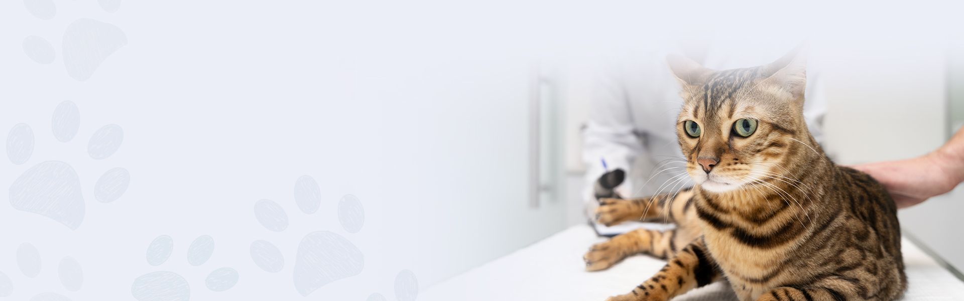 Vet helping a cat in a light gray gradient and little paws pattern