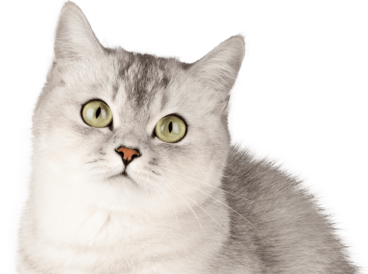 gray cat with green eyes looking at the camera