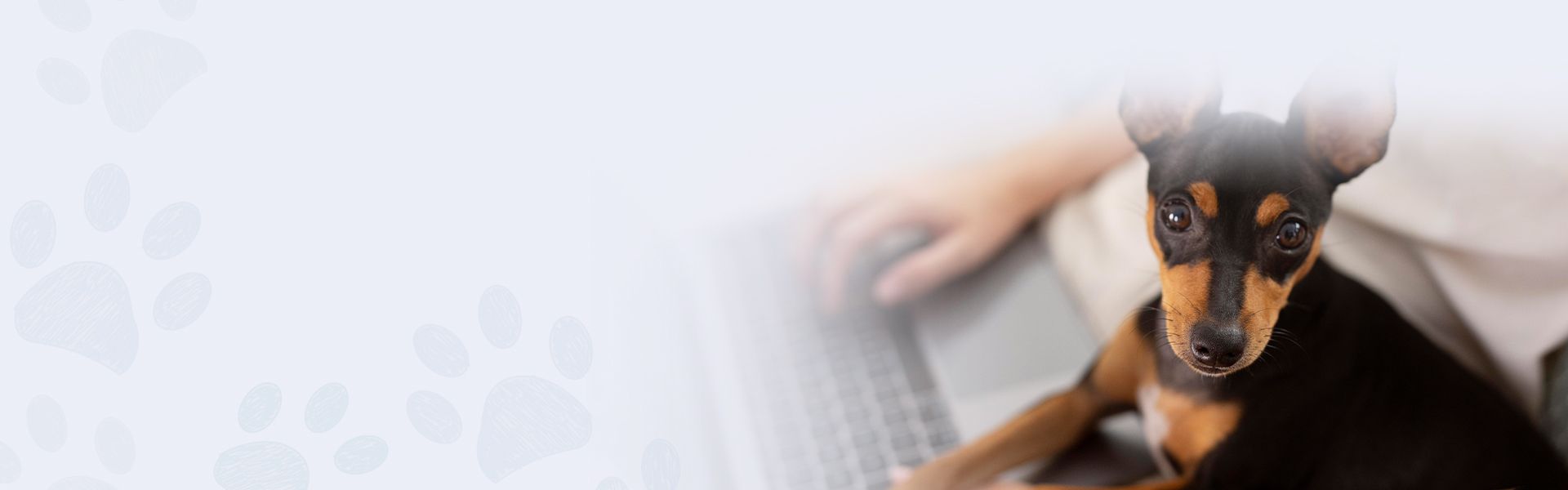 woman cuddling her cat looking her laptop