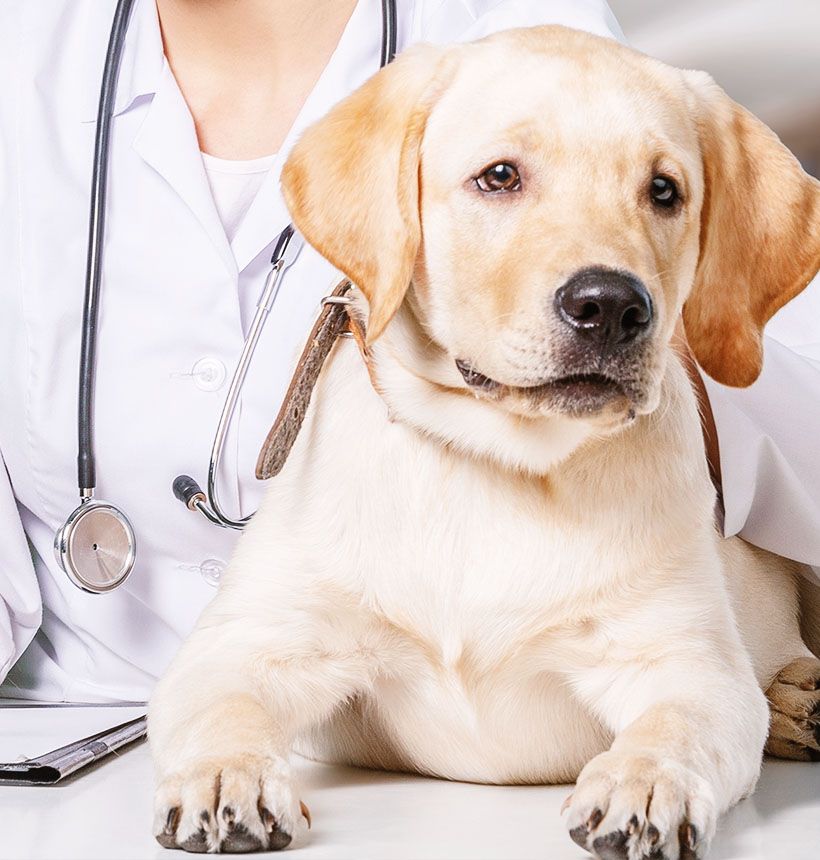 young veterinarian with dog