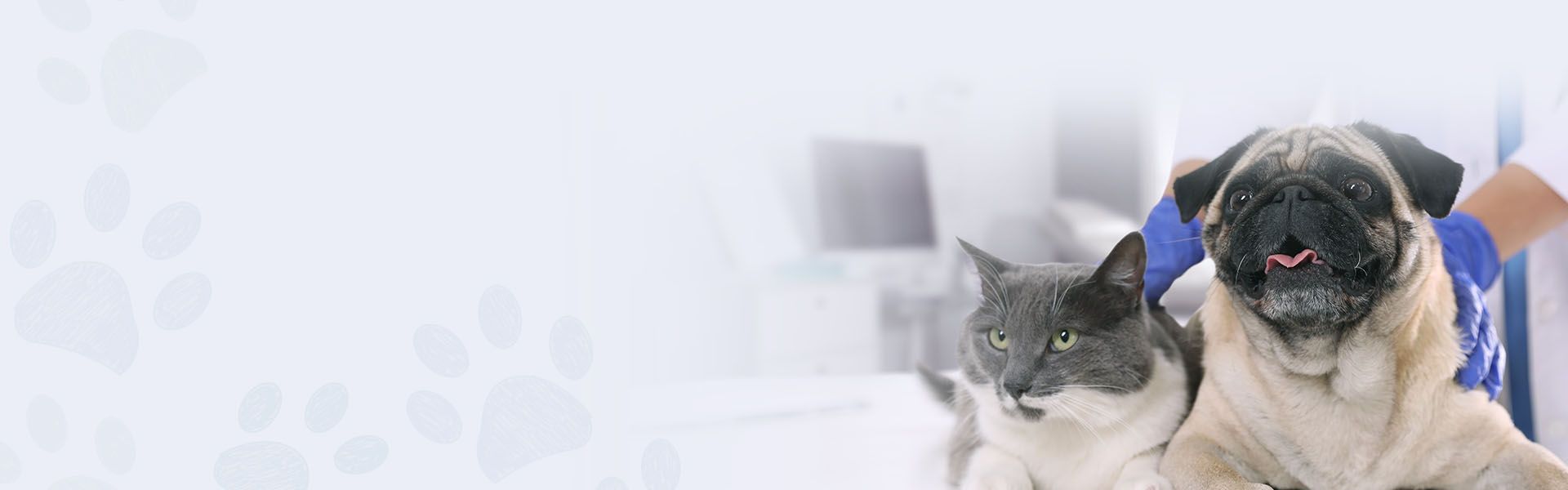 golden retriever dog being checked by a veterinarian