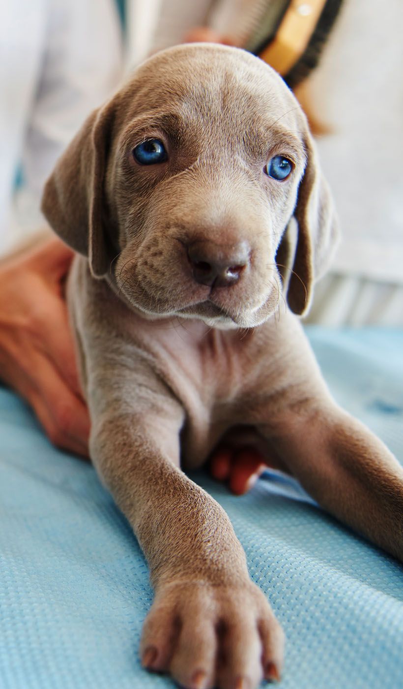 gray puppy vet