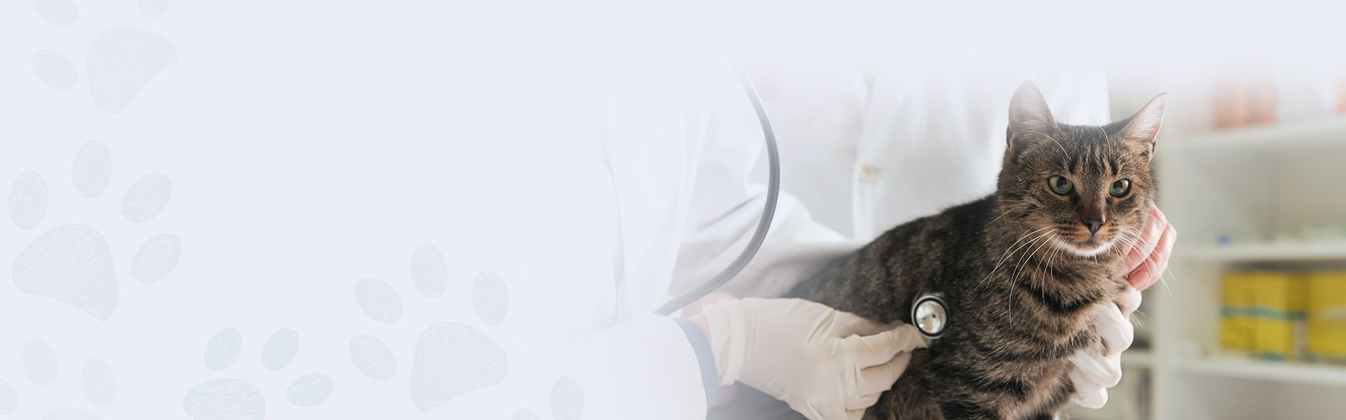 veterinary team giving treatment to sick cat