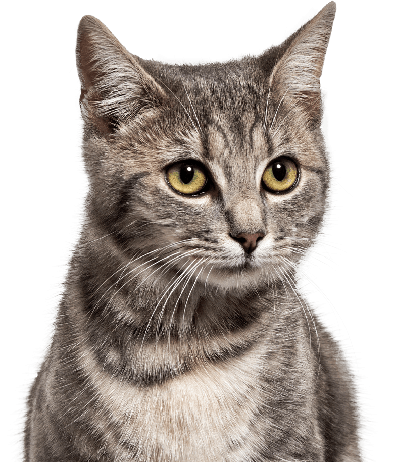 striped cat with green eyes