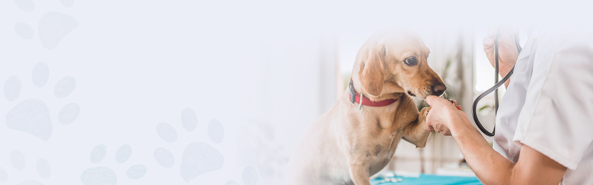 veterinarian examining dog