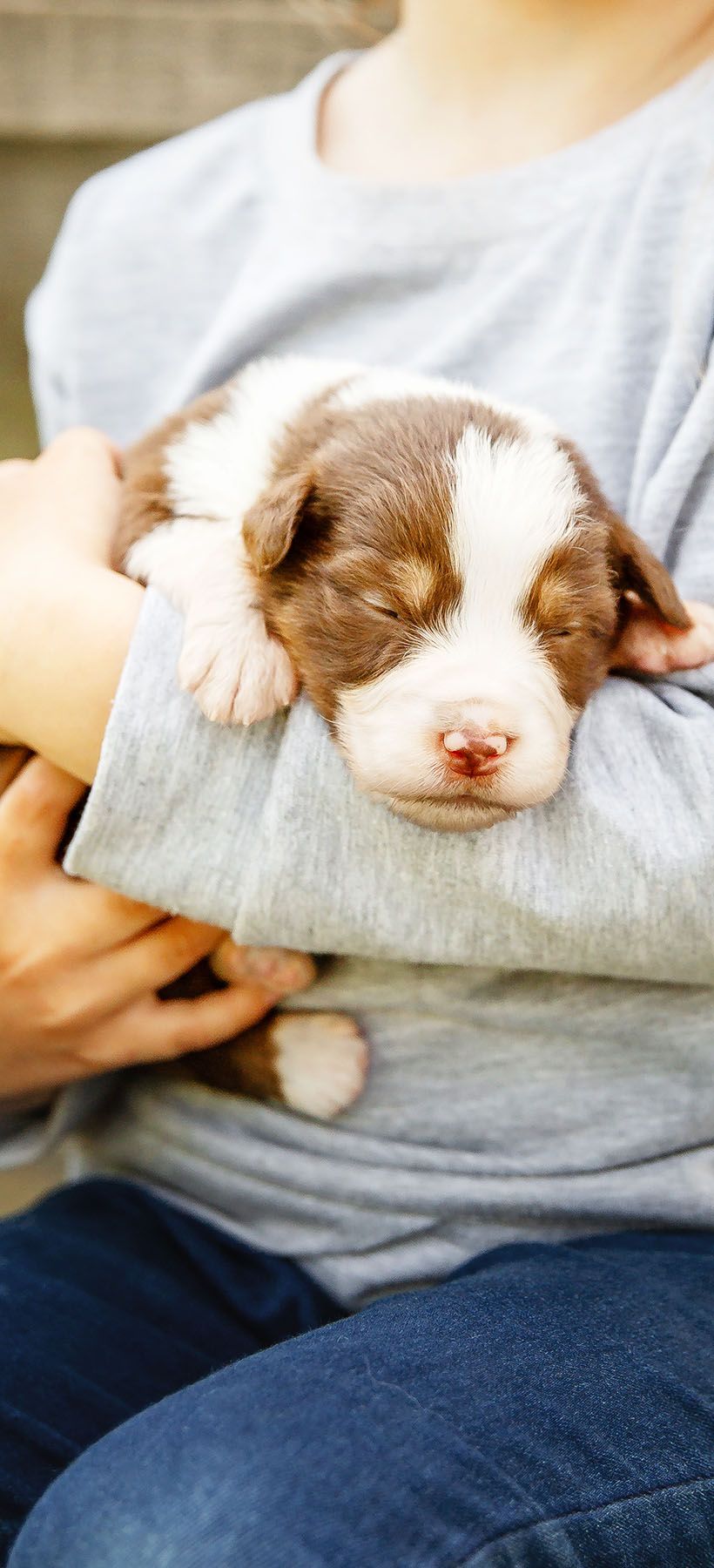australian shepherd puppy newborn