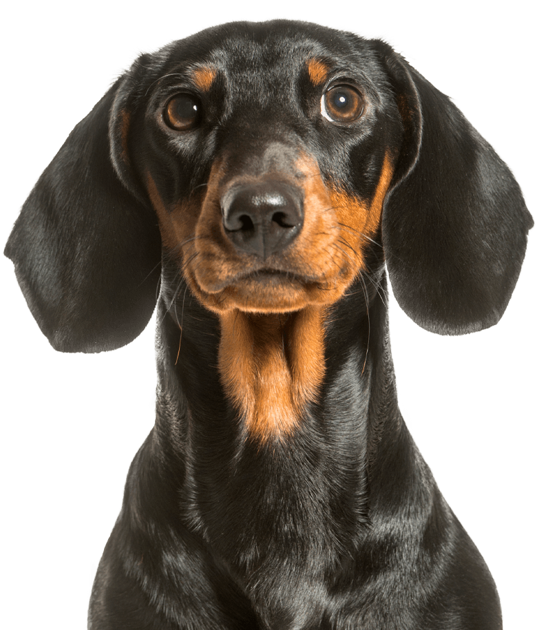 black dachshund dog