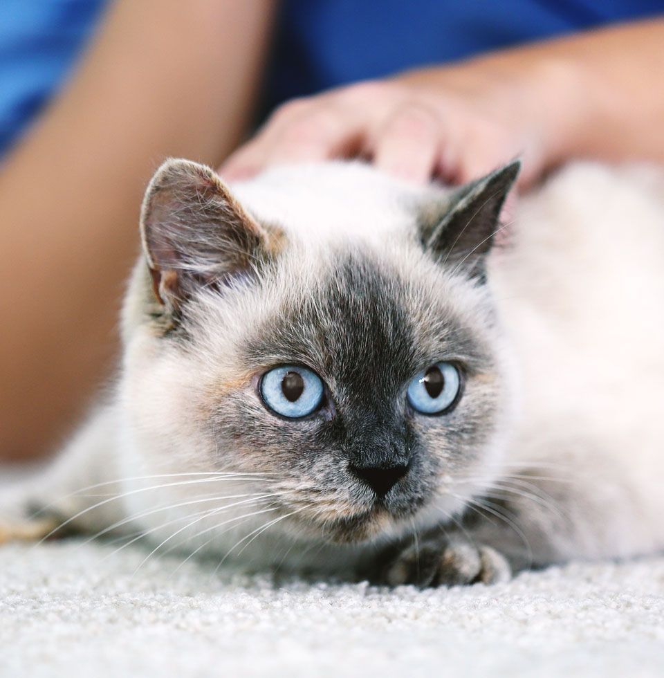 veterinarian examining cat clinic