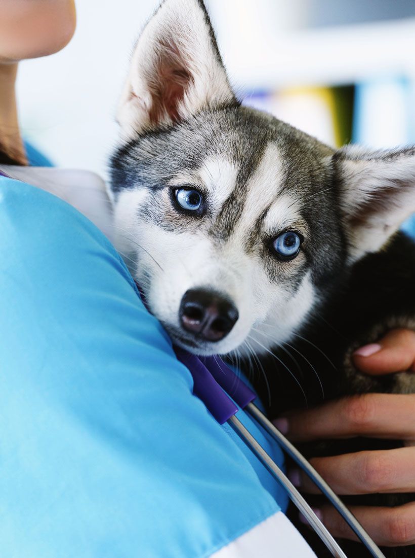 veterinarian is holding cute husky