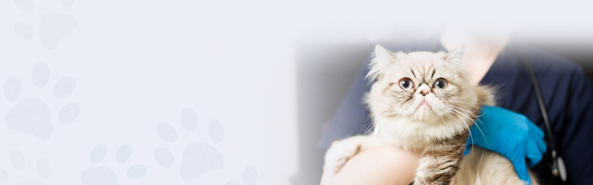 professional veterinarian holding healthy fluffy cat in animal clinic
