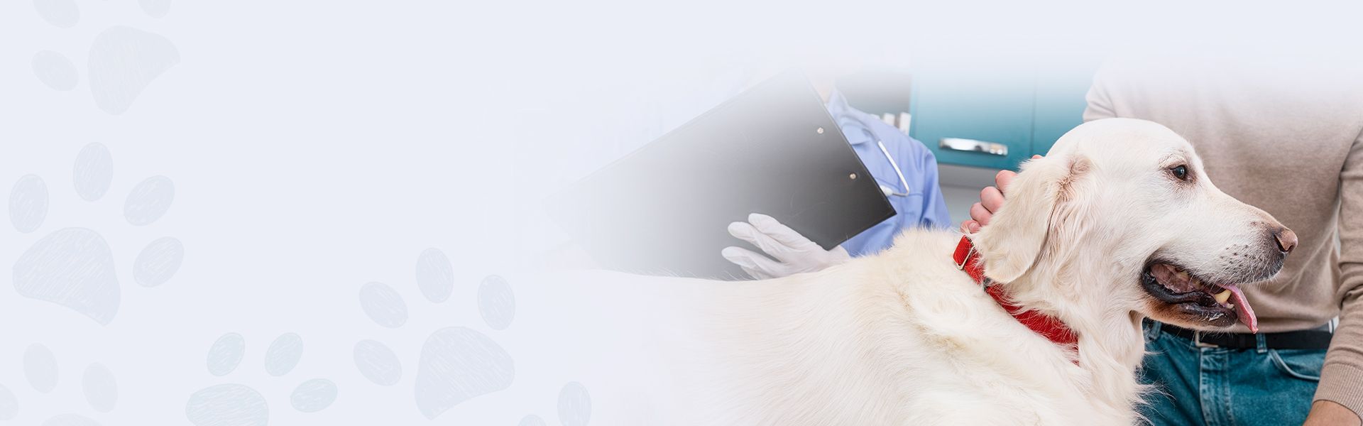 White dog with red collar poses happily while being examined by vet and being petted by his owner