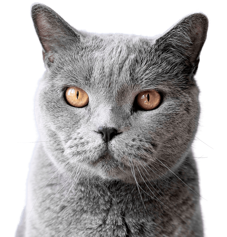 beautiful british cat portrait isolated