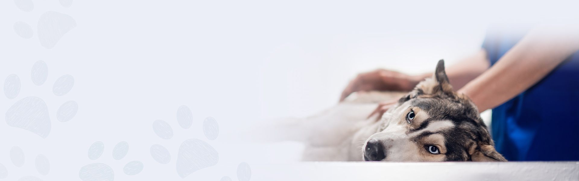 kitten posing on table and a hand holding it