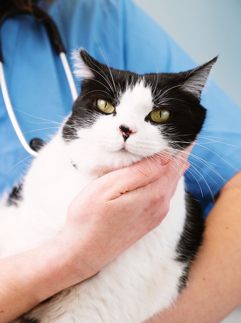 veterinarian holding cute white cat