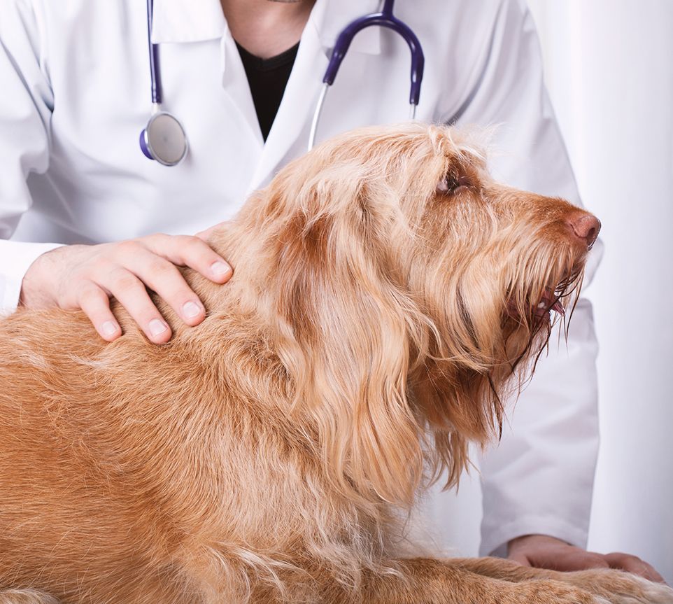 furry brown dog at the vet
