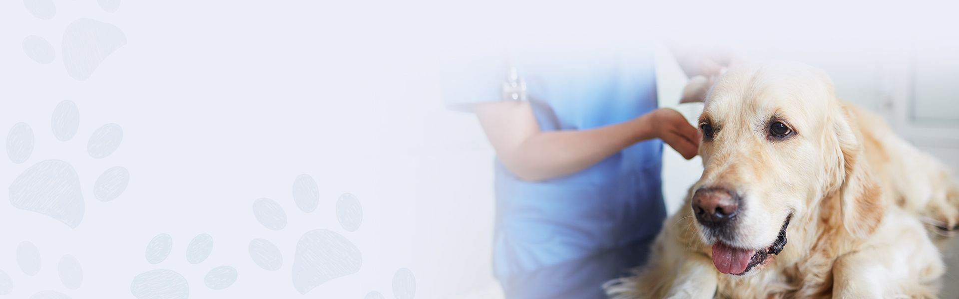 golden retriever dog being checked by a veterinarian