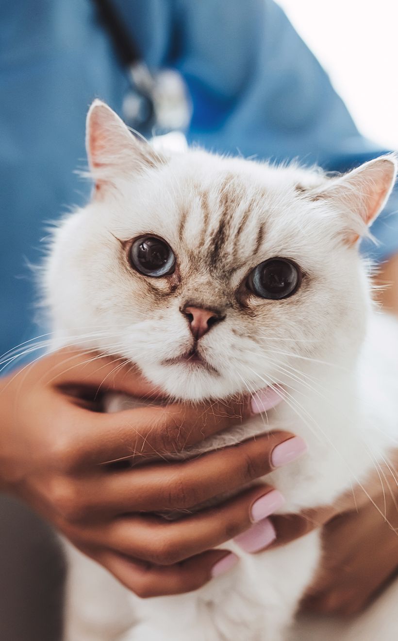 veterinarian taking care cat